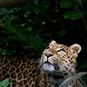 slides/IMG_0513.jpg chinese, leopard, wildlife, feline, big cat, cat, predator, fur, marking, spot, rosette, eye WBCW116 - Chinese Leopard